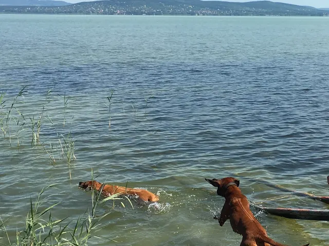 Urlaub mit Hund am Plattensee: Hundestrände, Tipps & Ferienhäuser am Balaton