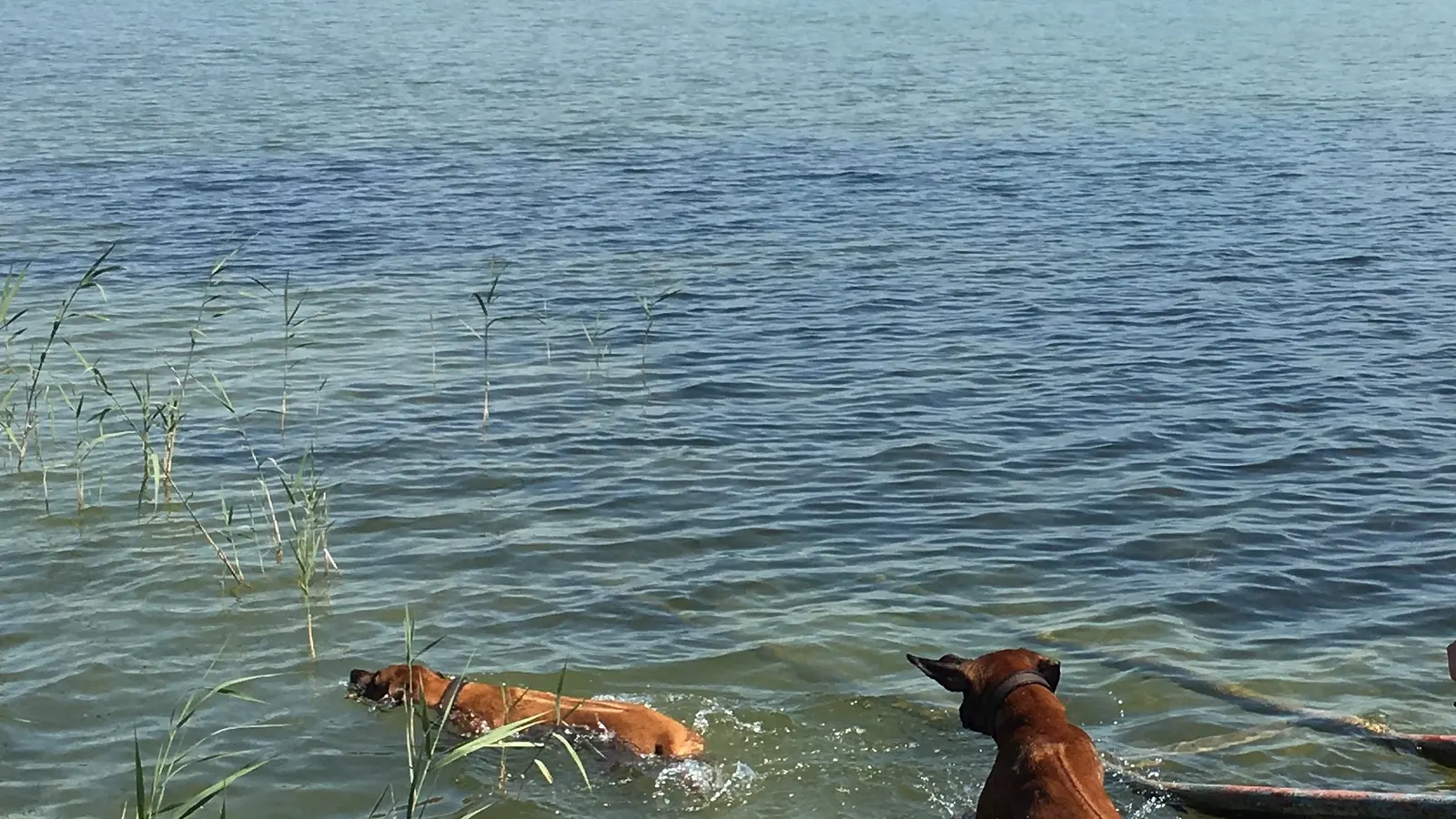 Urlaub mit Hund am Plattensee: Hundestrände, Tipps & Ferienhäuser am Balaton