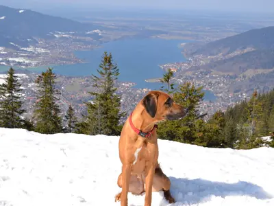 Bergurlaub mit Hund